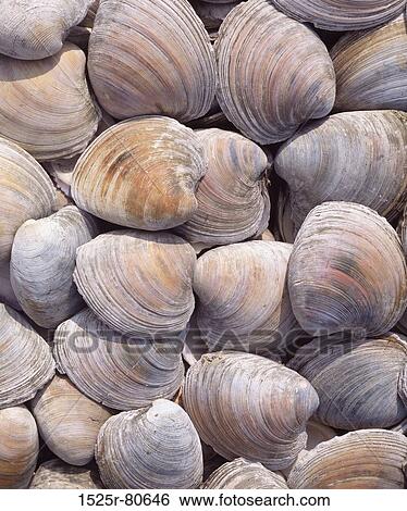 Close-up of a heap of seashells View Large Photo Image Stock Photograph - Close-up of a heap of seashells. Fotosearch