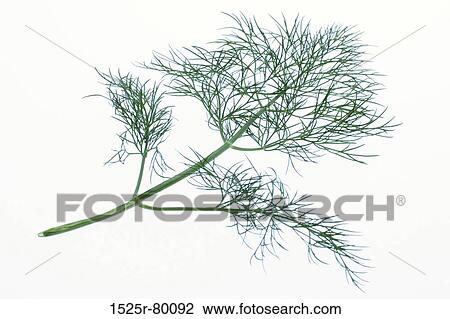 Close-up of a herb View Large Photo Image Stock Image - Close-up of a herb. Fotosearch