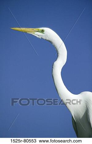Close-up of a heron View Large Photo Image Stock Image - Close-up of a heron. Fotosearch