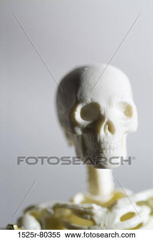 Close-up of a human skeleton View Large Photo Image Stock Photography - Close-up of a human skeleton. Fotosearch