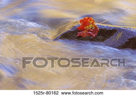 Close-up of a leaf on a rock in water View Large Photo Image Stock Image - Close-up of a leaf on a rock in water. Fotosearch