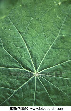 Close-up of a leaf View Large Photo Image Stock Image - Close-up of a leaf. Fotosearch