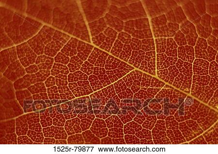Close-up of a leaf View Large Photo Image Stock Photo - Close-up of a leaf. Fotosearch