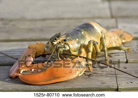 Close-up of a lobster View Large Photo Image Stock Image - Close-up of a lobster. Fotosearch