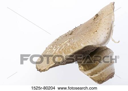 Close-up of a mushroom View Large Photo Image Picture - Close-up of a mushroom. Fotosearch