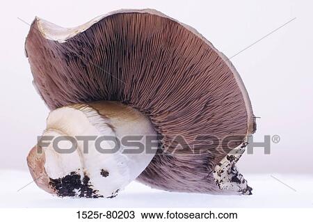 Close-up of a mushroom View Large Photo Image Stock Image - Close-up of a mushroom. Fotosearch