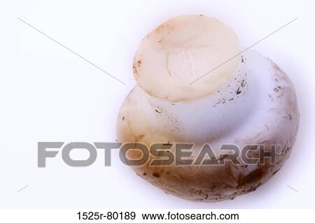 Close-up of a mushroom View Large Photo Image Stock Photo - Close-up of a mushroom. Fotosearch