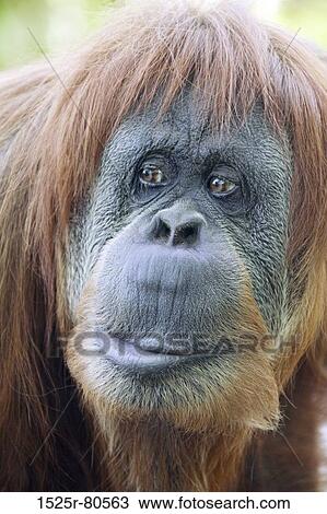 Close-up of a orangutan View Large Photo Image Stock Image - Close-up of a orangutan. Fotosearch