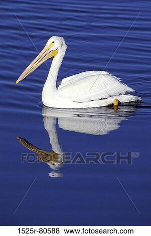 Close-up of a pelican swimming in water View Large Photo Image Stock Photo - Close-up of a pelican swimming in water. Fotosearch