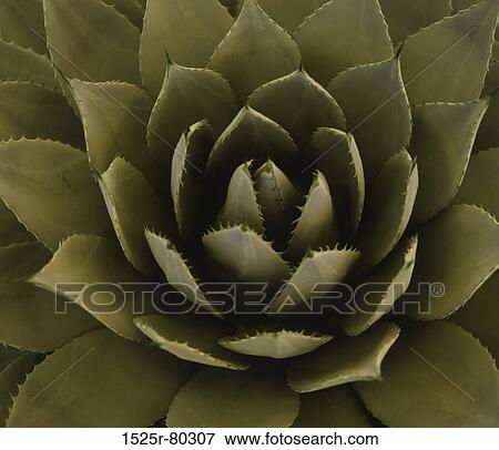 Close-up of a plant bearing thick petals View Large Photo Image Stock Photo - Close-up of a plant bearing thick petals. Fotosearch