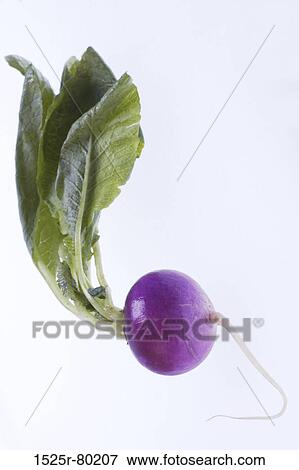 Close-up of a radish View Large Photo Image Stock Photo - Close-up of a radish. Fotosearch