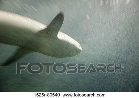 Close-up of a shark swimming in water View Large Photo Image Stock Image - Close-up of a shark swimming in water. Fotosearch