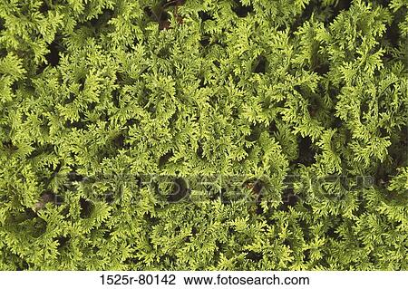 Close-up of a shrub View Large Photo Image Stock Image - Close-up of a shrub. Fotosearch