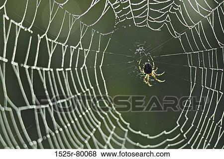Close-up of a spider on a spider web View Large Photo Image Stock Photo - Close-up of a spider on a spider web. Fotosearch
