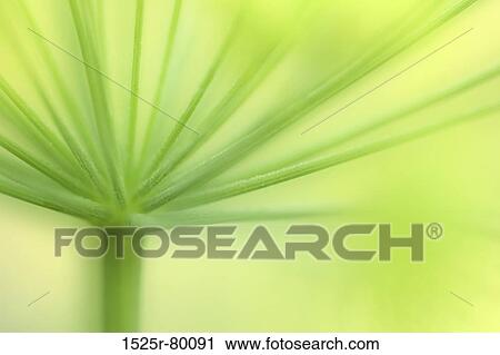 Stock Image - Close-up of a stem of a flower. Fotosearch