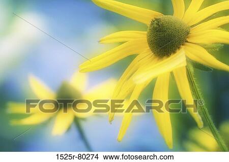 Close-up of a Sunflower (Helianthus annuus) View Large Photo Image Picture - Close-up of a Sunflower (Helianthus annuus). Fotosearch