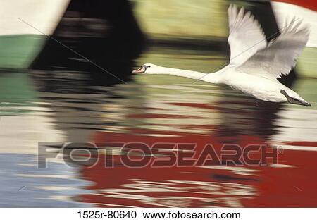 Stock Image - Close-up of a swan flying over water. Fotosearch