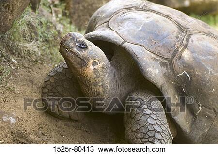 Close-up of a tortoise View Large Photo Image Stock Image - Close-up of a tortoise. Fotosearch