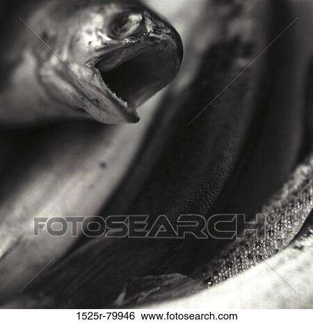 Close-up of a Trout fish View Large Photo Image Stock Photograph - Close-up of a Trout fish. Fotosearch