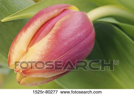 Close-up of a tulip View Large Photo Image Stock Photo - Close-up of a tulip. Fotosearch
