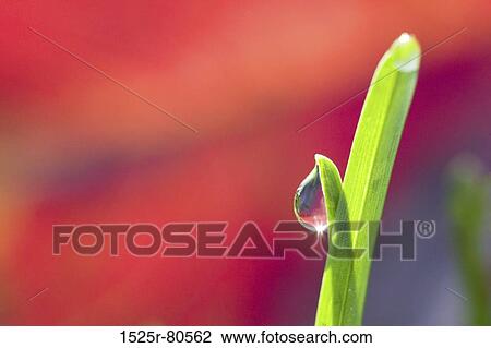 Close-up of a water drop on a leaf View Large Photo Image Stock Image - Close-up of a water drop on a leaf. Fotosearch