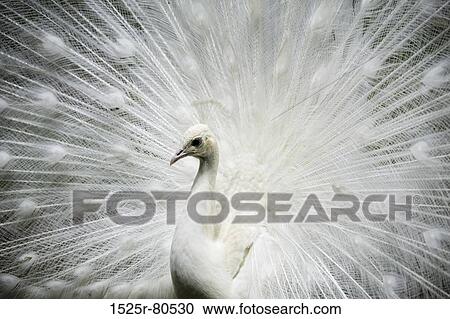 Close-up of a White peacock displaying its tail feathers (Pavo cristatus) View Large Photo Image Stock Image - Close-up of a White peacock displaying its tail feathers (Pavo cristatus). Fotosearch