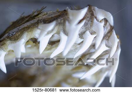 Close-up of an animal jaw View Large Photo Image Stock Image - Close-up of an animal jaw. Fotosearch