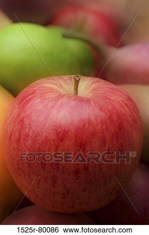 Close-up of an apple View Large Photo Image Stock Photograph - Close-up of an apple. Fotosearch