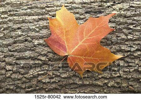 Close-up of an autumn leaf View Large Photo Image Stock Image - Close-up of an autumn leaf. Fotosearch