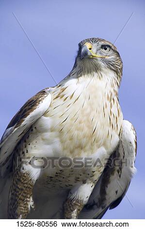 Stock Photograph - Close-up of an eagle. Fotosearch