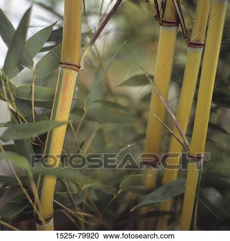Stock Image - Close-up of bamboo plants. Fotosearch