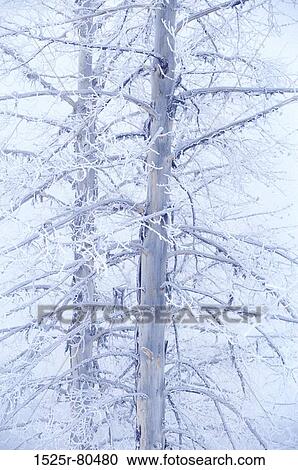 Close-up of bare trees covered with snow View Large Photo Image Stock Image - Close-up of bare trees covered with snow. Fotosearch
