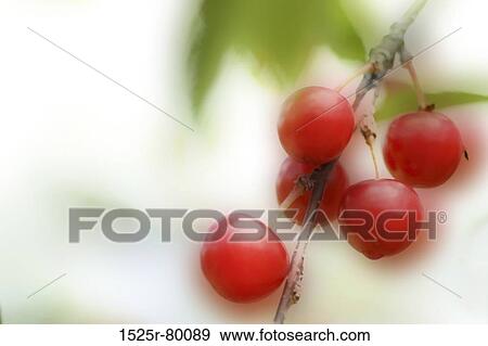 Close-up of berry fruits View Large Photo Image Stock Photo - Close-up of berry fruits. Fotosearch