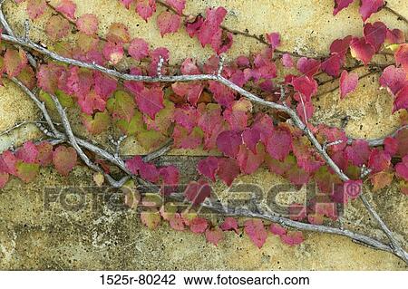 Stock Image - Close-up of bougainvilleas on the wall. Fotosearch