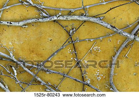 Close-up of branches on the wall View Large Photo Image Stock Image - Close-up of branches on the wall. Fotosearch