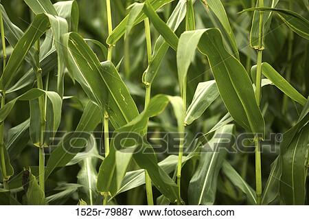 Close-up of corn stalks in a field View Large Photo Image Stock Photo - Close-up of corn stalks in a field. Fotosearch