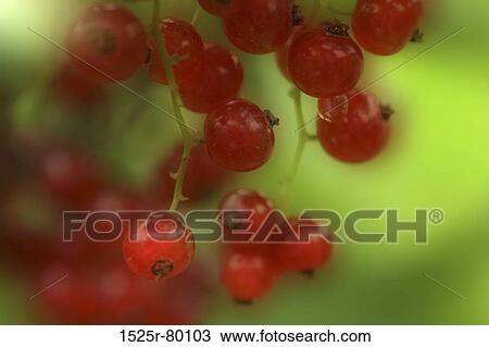 Close-up of currants View Large Photo Image Stock Image - Close-up of currants. Fotosearch