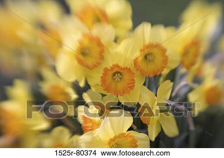 Close-up of Daffodils View Large Photo Image Picture - Close-up of Daffodils. Fotosearch
