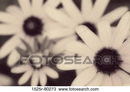 Close-up of daisy flowers View Large Photo Image Stock Image - Close-up of daisy flowers. Fotosearch