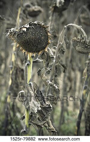 Close-up of dead Sunflowers (Helianthus annuus) View Large Photo Image Stock Image - Close-up of dead Sunflowers (Helianthus annuus). Fotosearch