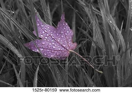 Close-up of dew drops on a maple leaf on the grass View Large Photo Image Stock Photo - Close-up of dew drops on a maple leaf on the grass. Fotosearch