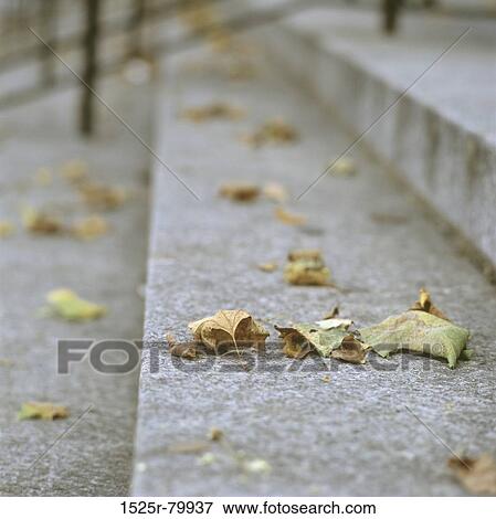 Close-up of dried leaves on steps View Large Photo Image Stock Photo - Close-up of dried leaves on steps. Fotosearch