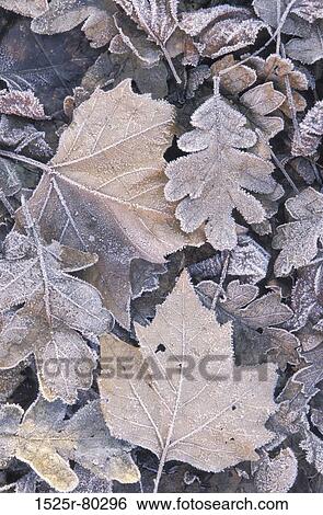 Stock Photograph - Close-up of dry leaves. Fotosearch