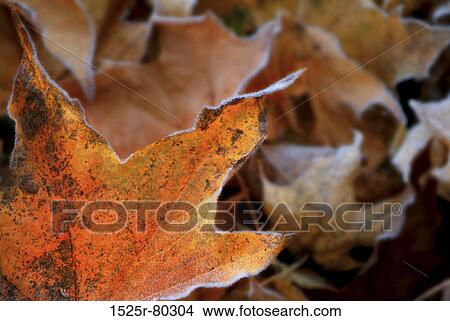 Close-up of dry maple leaves View Large Photo Image Picture - Close-up of dry maple leaves. Fotosearch