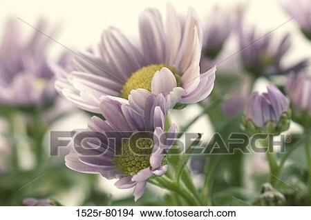 Close-up of flowers View Large Photo Image Picture - Close-up of flowers. Fotosearch