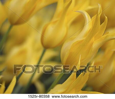 Close-up of flowers View Large Photo Image Stock Photo - Close-up of flowers. Fotosearch