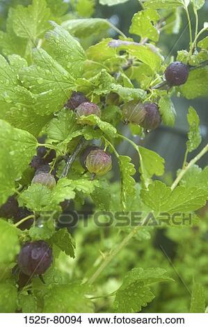 Close-up of fruits on a plant View Large Photo Image Picture - Close-up of fruits on a plant. Fotosearch