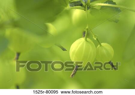 Close-up of fruits on a plant View Large Photo Image Stock Photography - Close-up of fruits on a plant. Fotosearch