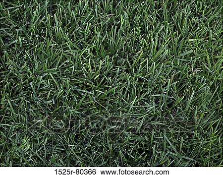Close-up of grass View Large Photo Image Stock Photograph - Close-up of grass. Fotosearch