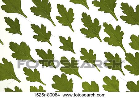 Close-up of green leaves View Large Photo Image Picture - Close-up of green leaves. Fotosearch